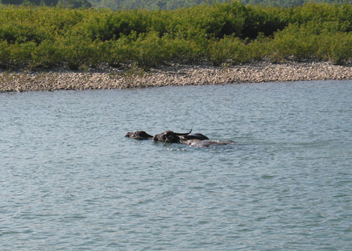 BuffaloCrossing.JPG