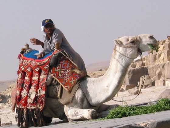 CoolCamelDude.jpg