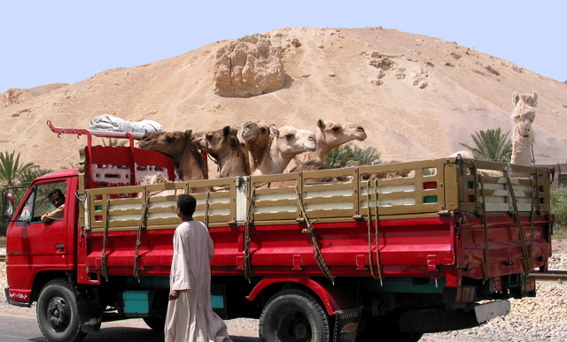cameltruck.jpg