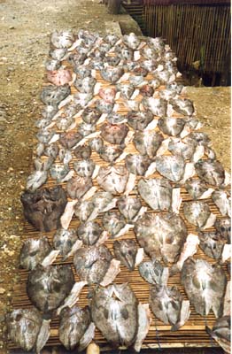 dryingfish.jpg